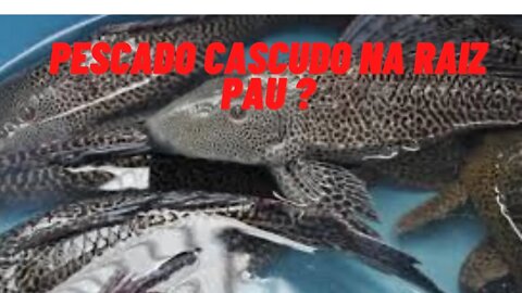 PESCANDO CASCUDO NO TOCO DE PAUS