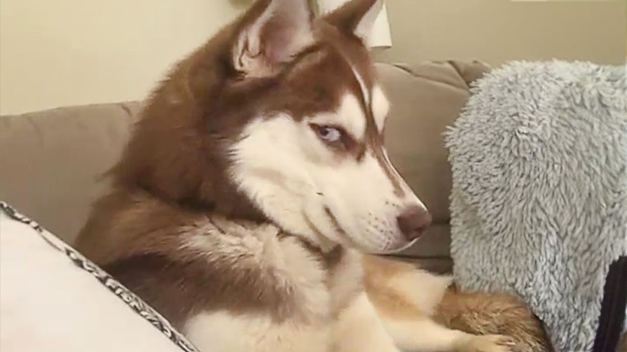 Get a Husky they said, It will be fun