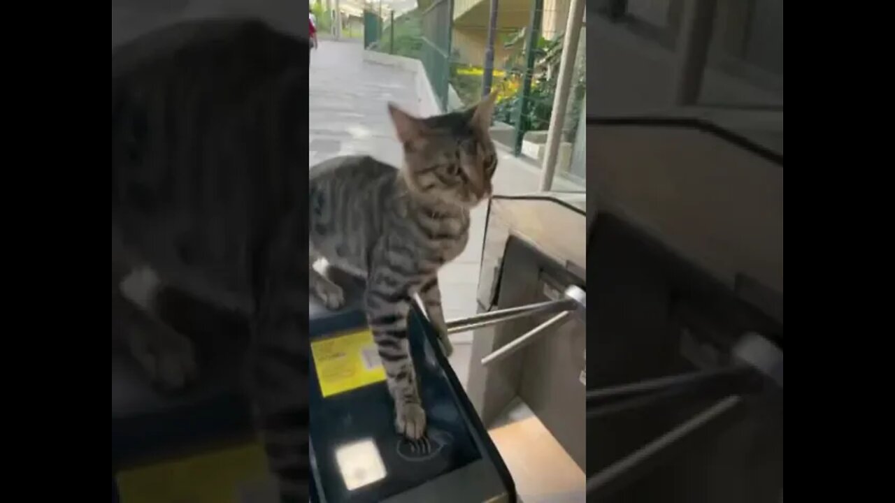 GATINHOS FOFOS - #stores #status #shorts GATINHOS FOFOS - #stores #status