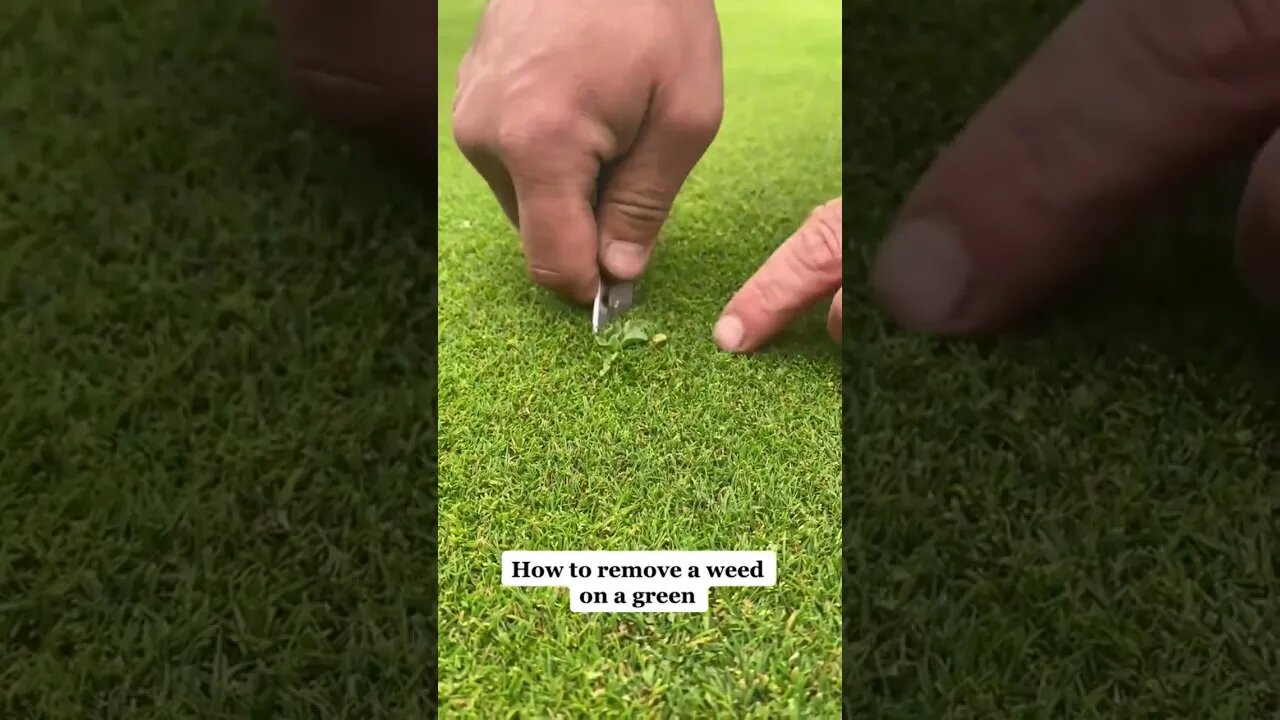 remove weeds from a green #shorts