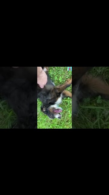 Charlie Loves Massages🐶