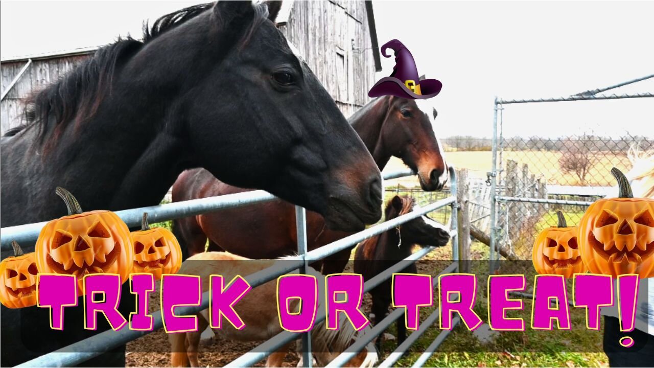 Trick Or Treating With Our Horses!