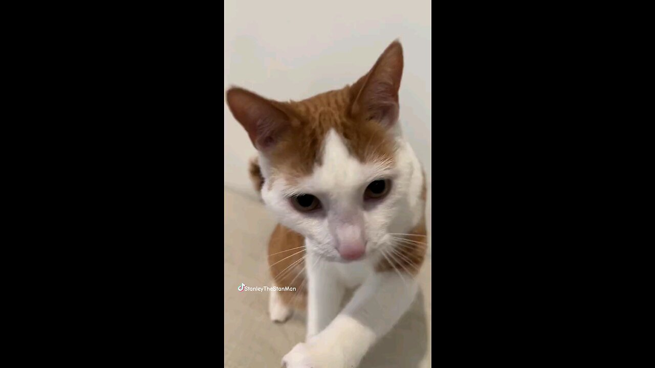 beautiful and fun cats