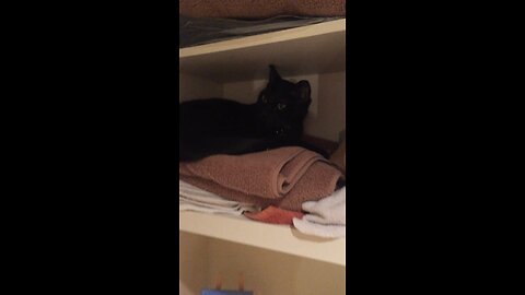 My cat playing hide and seek 🙀