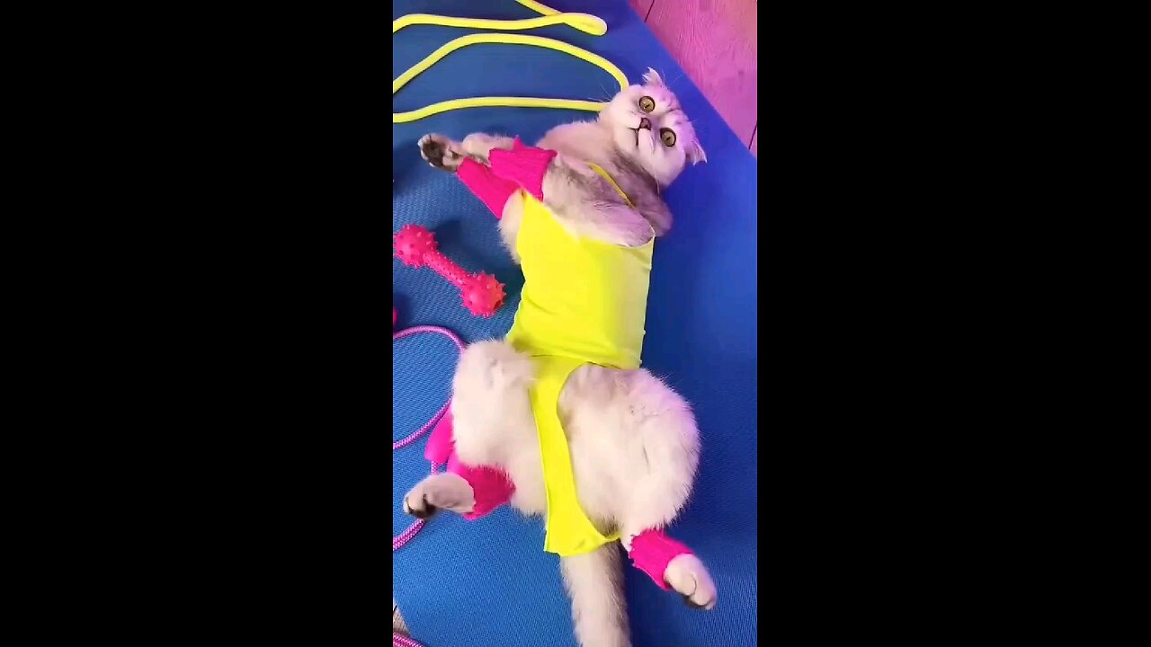 sport cat