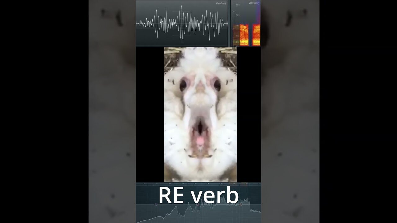 "Screaming Goat Meme Sound Effects in Reverse Reverb Pitch: A Hilarious Twist on a Classic Meme"