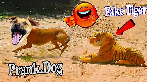 Troll Prank Dog Funny & fake Lion and Fake Tiger Prank To dog & Huge Box Prank to dog