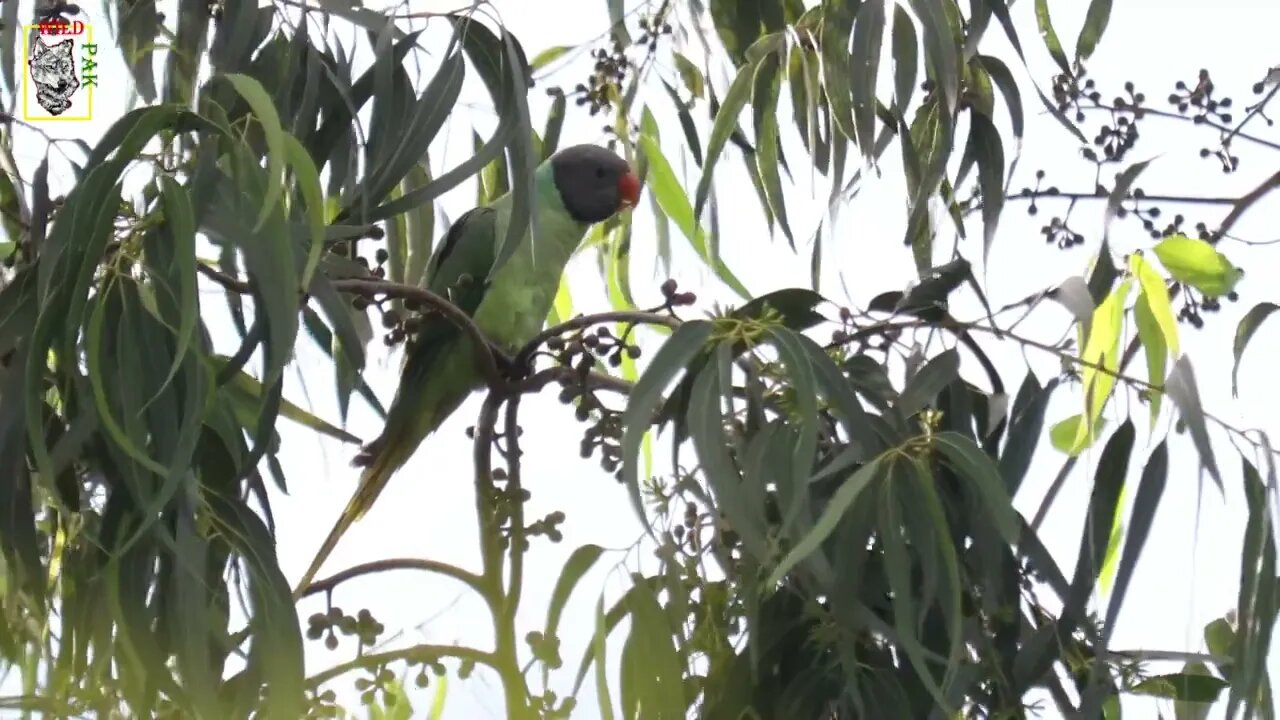 Slaty-headed Parakeet