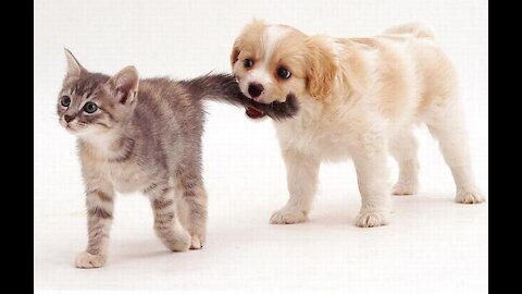 puppies and kittens playing, funny videos!