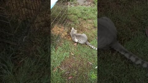 Goose eating grass, Blue eating grain and Black Cat 30 August 2022