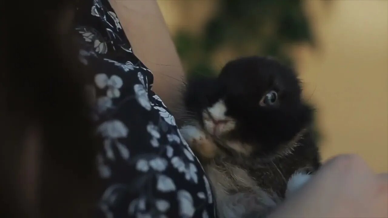 Pretty young girl holding a small bunny in her hands Wind blowing the girl s long dark hair Close