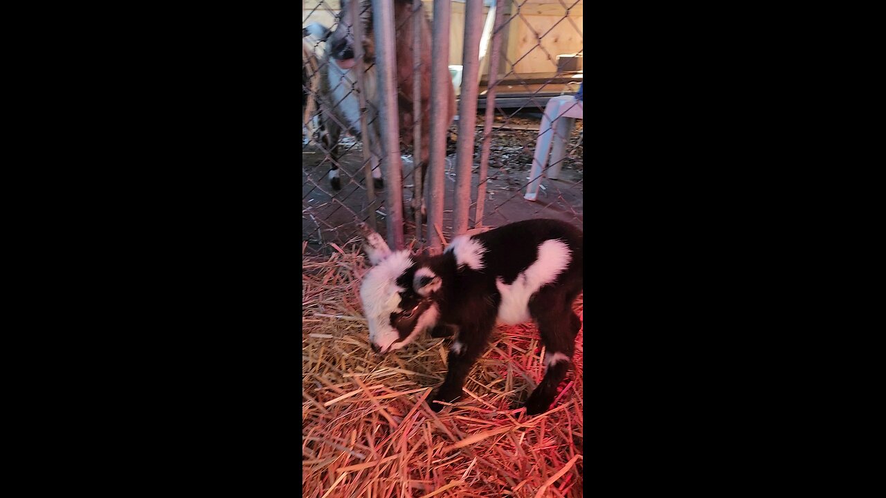 Baby Goats 2