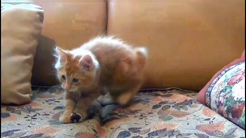 Cats Are Crazy Funny And Cute Cat Videos #short 2