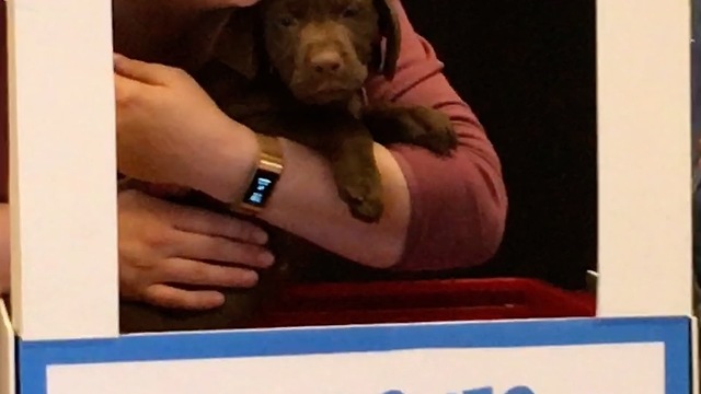 Adorable Puppies Set Up Kissing Booth To Raise Money