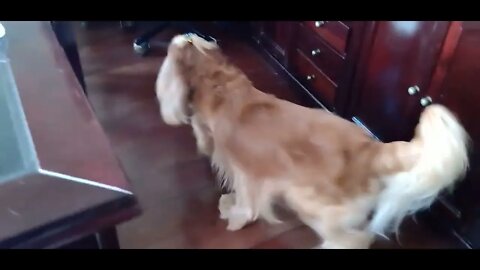 #dogshow , #animals , #dogs , #shorts