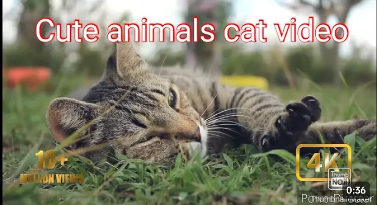 Cute animals video's/ Cute cat video. Funny cats videos