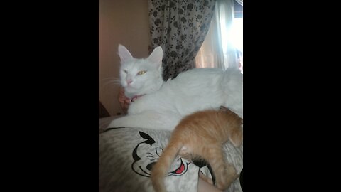 Watch how my cat sleeps with her little one with love and tenderness