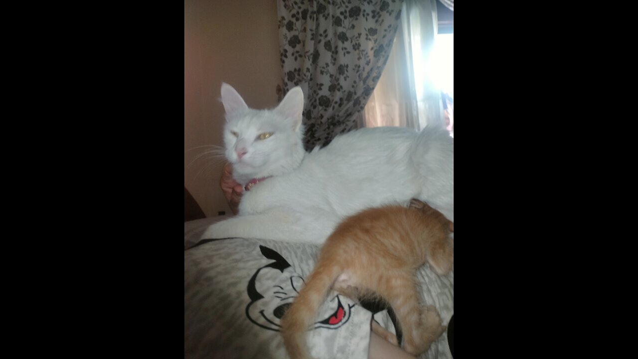 Watch how my cat sleeps with her little one with love and tenderness