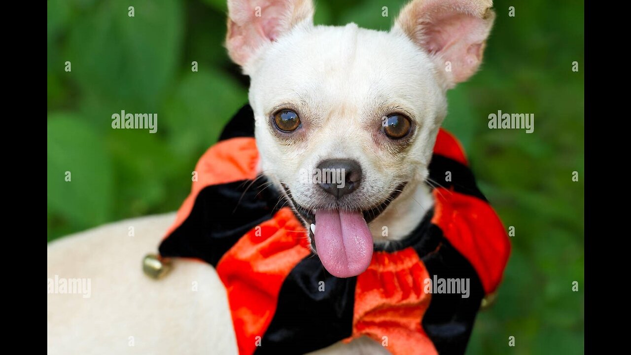 Baby dog look so cute and funny