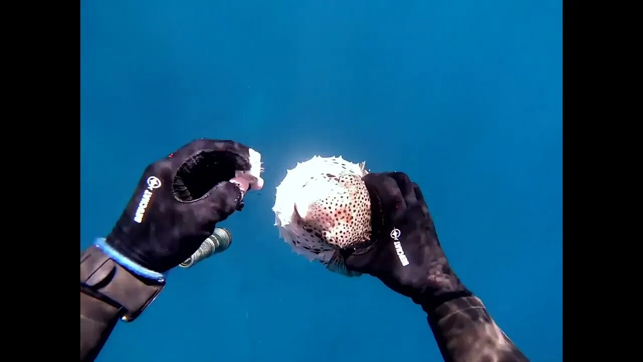 Diver Helps Fish