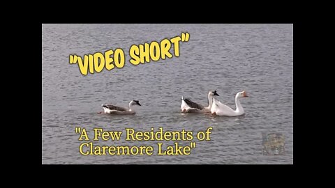 Video Short: "A Few Residents of Claremore Lake"