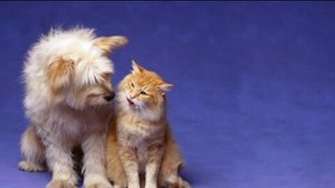 Funniest Cat & Dog Video | Part - 2