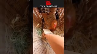 como coletar ovos sem ser bicado pela galinha