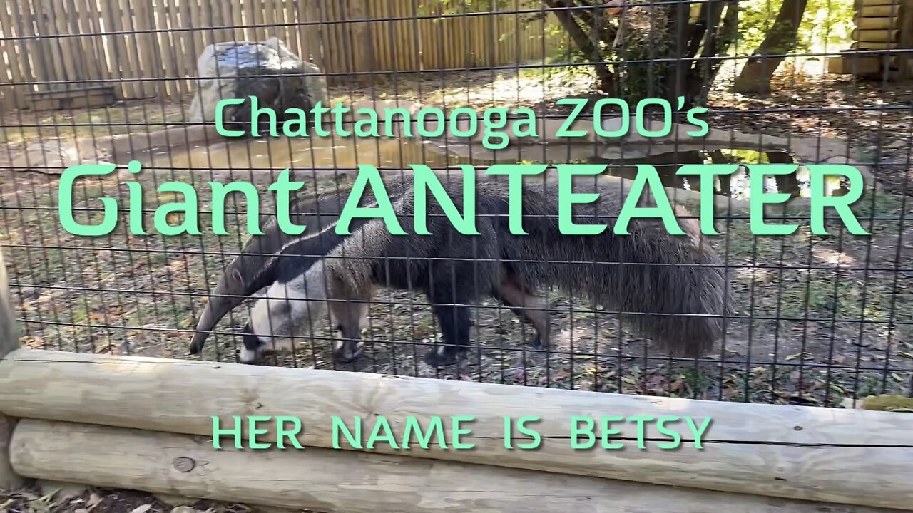 Giant Anteater at Chattanooga ZOO