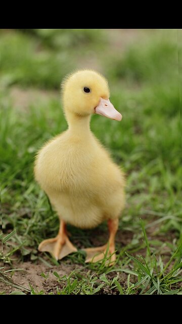 Little Duck Funny videos| Lovely Little Hen videos and Little Hen