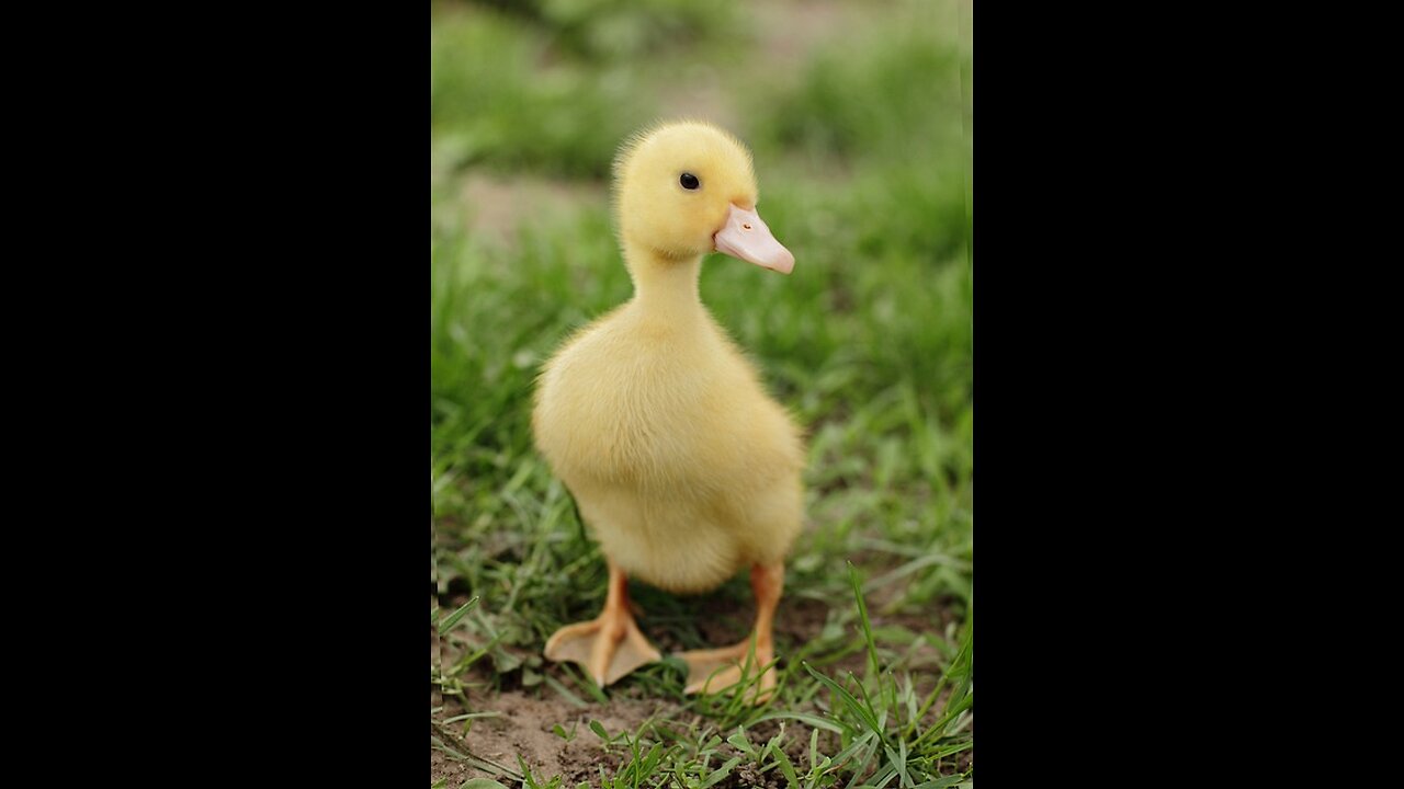 Little Duck Funny videos| Lovely Little Hen videos and Little Hen