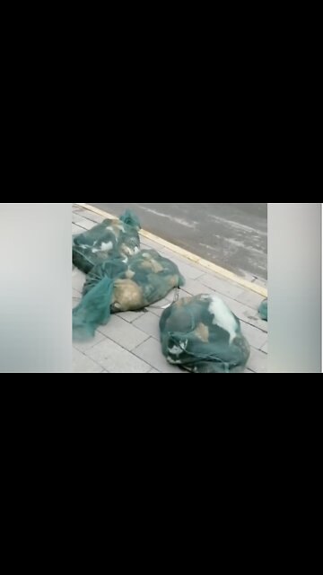 Cats Reportedly Rounded up in Shanghai as Covid Response