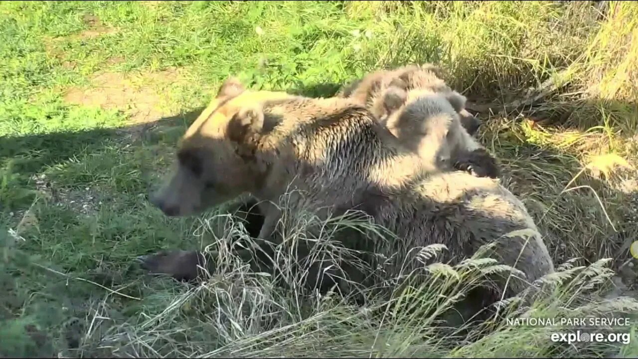 Mom gathers her 3 cubs for bed. Katmai National Park, Alaska, USA 9-21-19