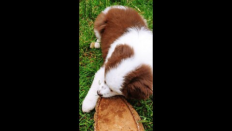 Chicks and Tiny, the Mini American Shepherd