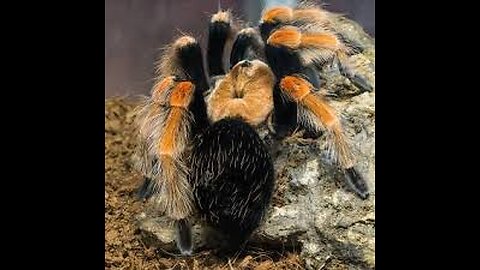 Tarantula is terrifying