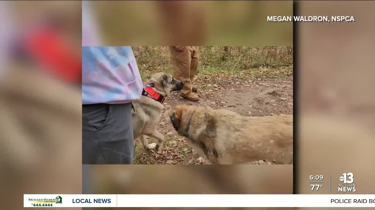 Dogs rescued from Nye County cruelty case find forever home at Minnesota sanctuary