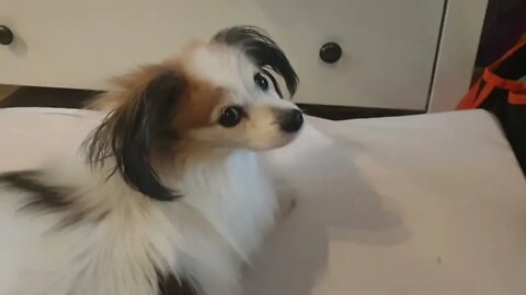 Luna valloittaa patjan
