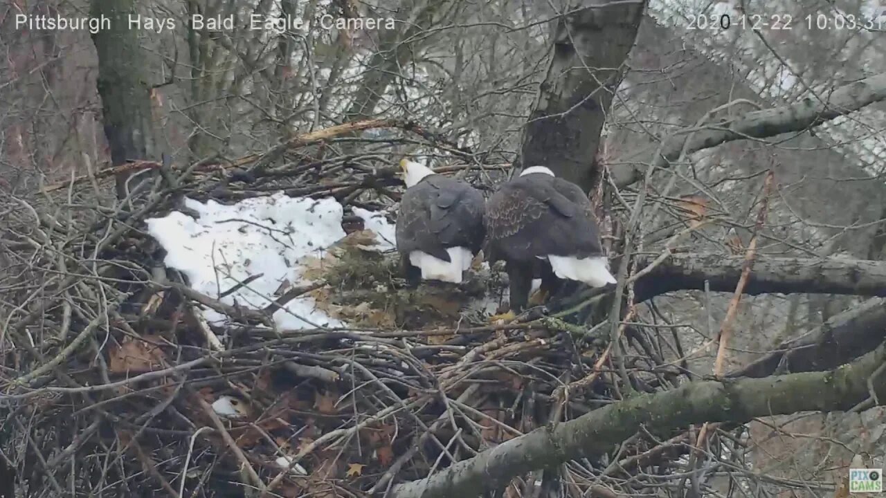 Hays Eagles Mom flys over asphalt yard and to the nest 2020 12 22 100237am