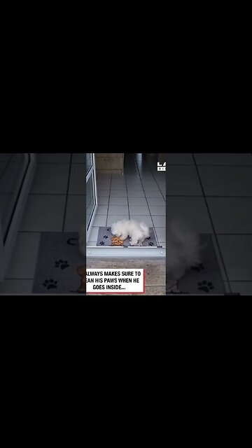 All Dogs Should Be Clean As This One