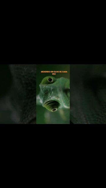 NO REINO DOS ANIMAIS.