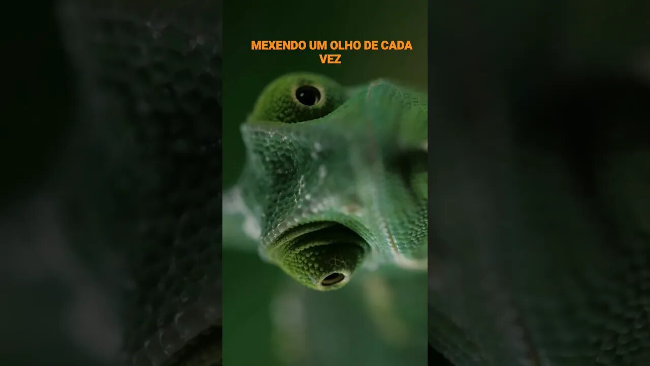 NO REINO DOS ANIMAIS.