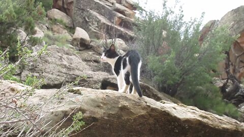 Our Cats #5: On Mountain Hike With Cats After Rain