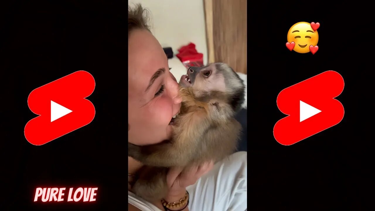 Viral Reel #175 🥺Monkey Love Mom - 🥺See Mom Again - 🥺Amazing Relationship #shorts