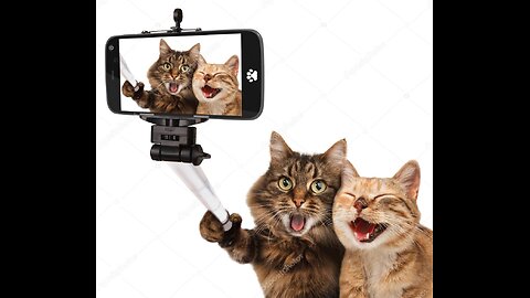funny cats videos