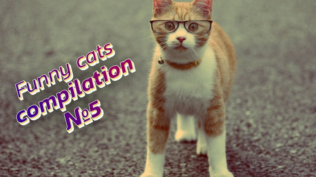 😻😹 LOLcats: Watch these hilarious kitties in action! | Funny cats compilation №5