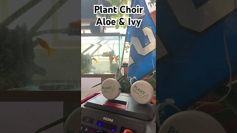 Plant Choir - Aloe & Ivy - Aquaponic Goldfish - LOVE
