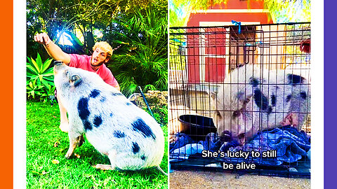 🔴LIVE: Logan Paul's Abandoned Pig, Celebrity Died SUDDENLY, Vaccine For Bees 🟠⚪🟣 The NPC Show