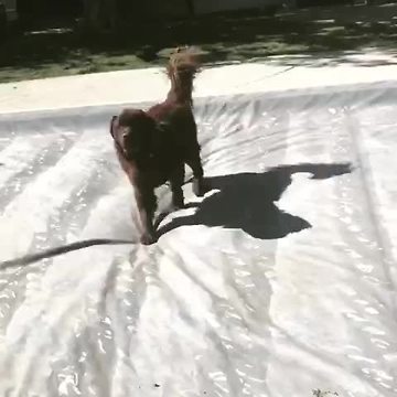 Naughty Newfoundland puppy can't resist pool cover