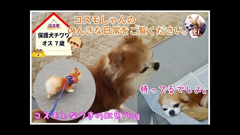 コスモとなつきの虹色Vlog4 画像が悪るかったのでUPし直しました(^▽^;)今日はコスモしゃんの大好きな事を教えちゃいます( *´艸｀)