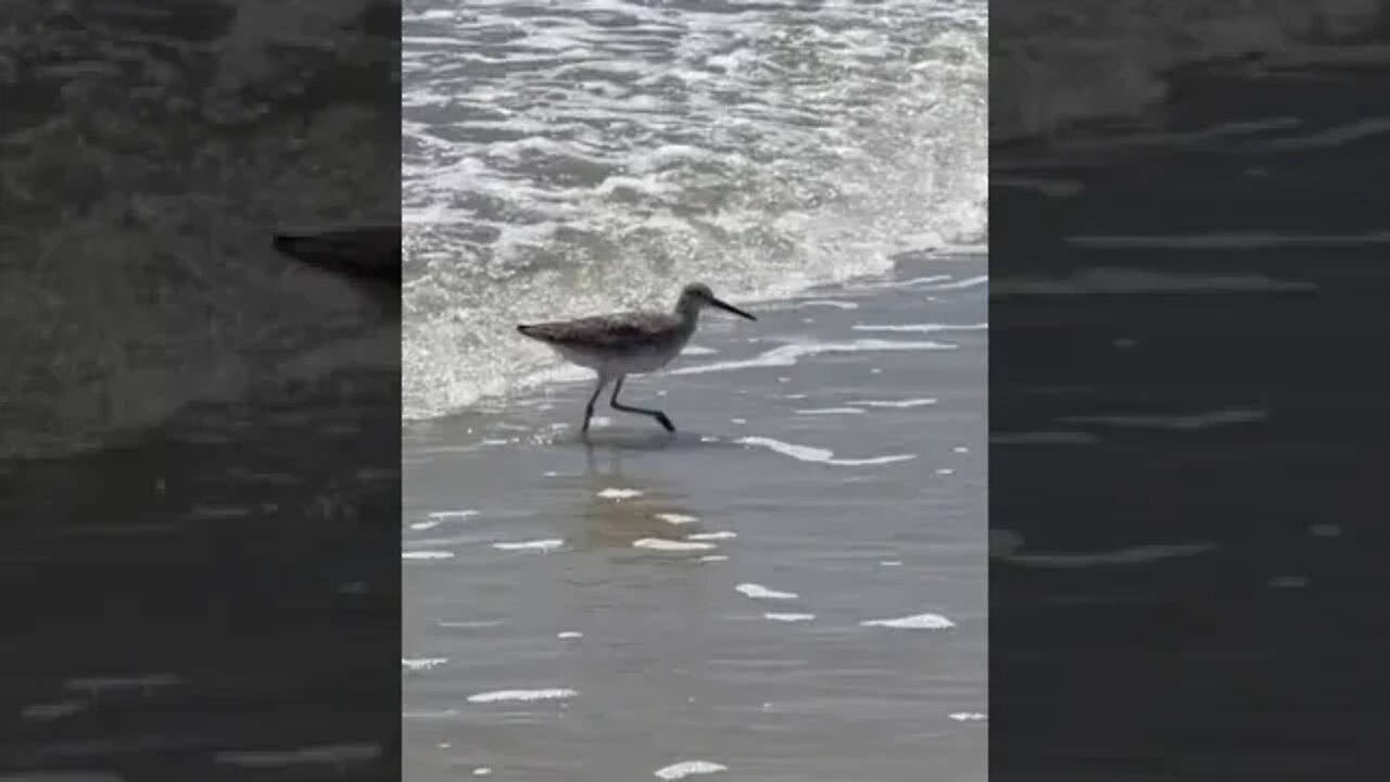 Bird 🐦vs Surf 🌊 #shorts