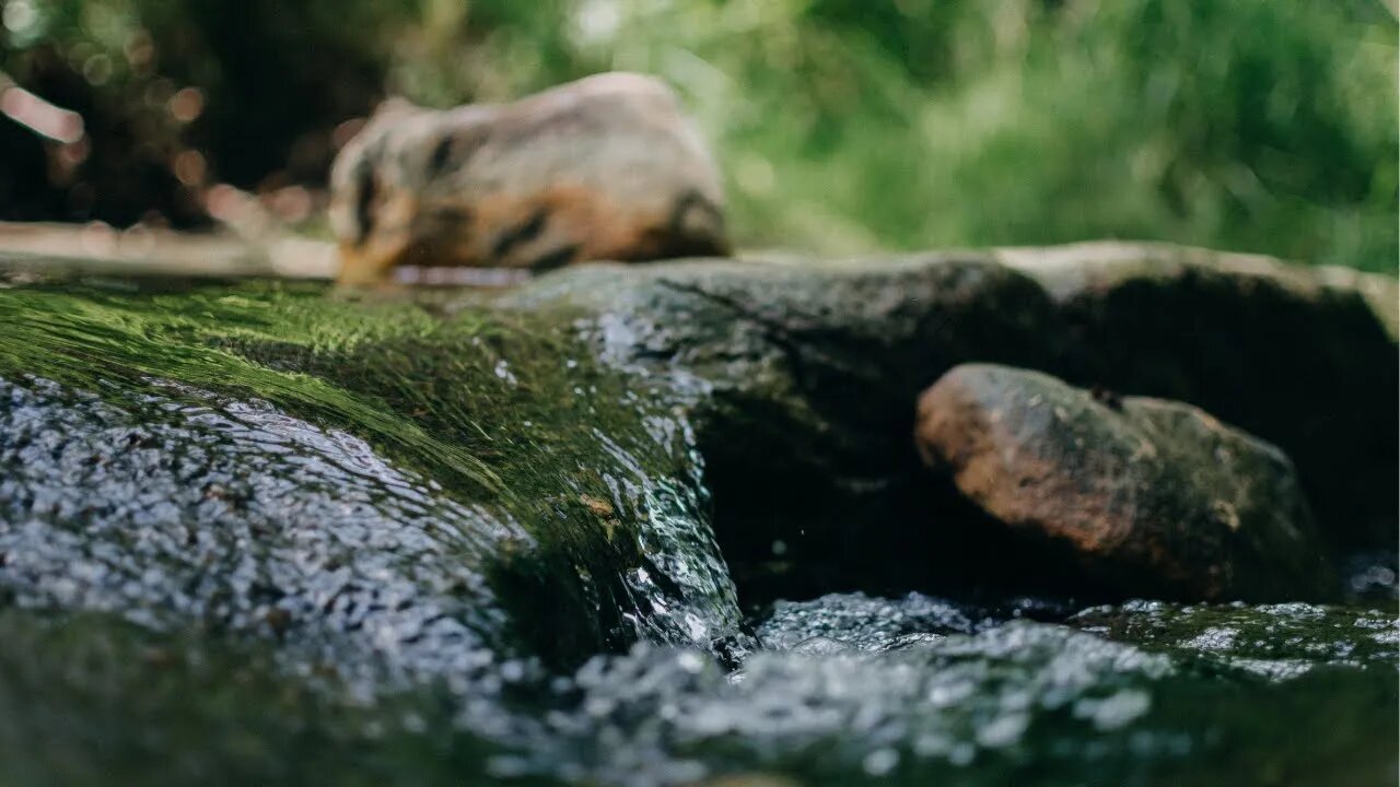 Stress Relief, Relaxing Music, Deep Sleeping Water Sounds - The Water Stream in the Forest | 1 Hour